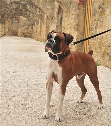 Dean & Tyler Guler de câine maro italian cu căptușeală neagră și feronerie din oțel placat crom, dimensiuni de 36 inci cu 1-1/2-inch, se potrivește cu gâtul de 34 inch la 38 inch